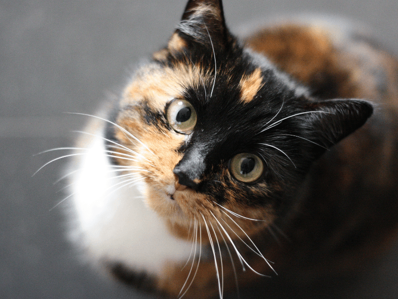 Cat follow.png