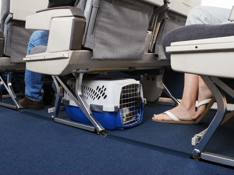 Flying with Pets 1.png