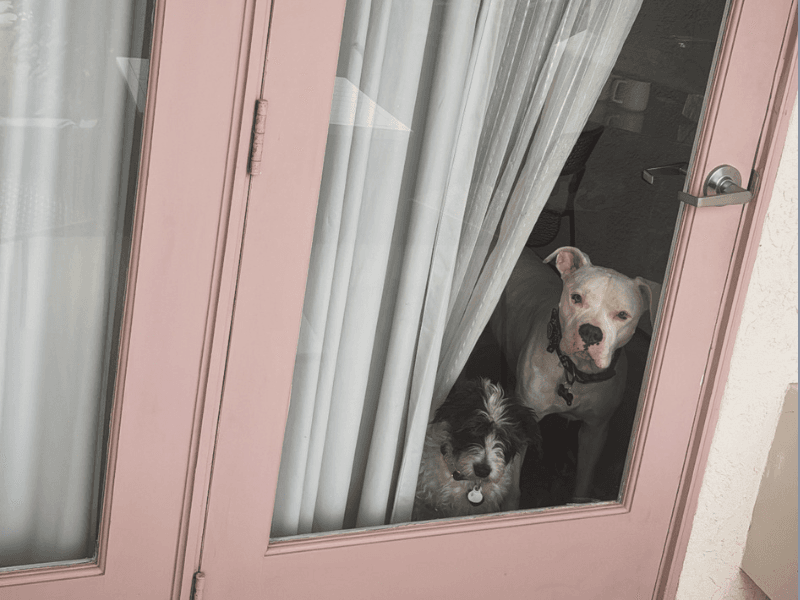 Pet-Friendly Stays: Kona Kai Resort