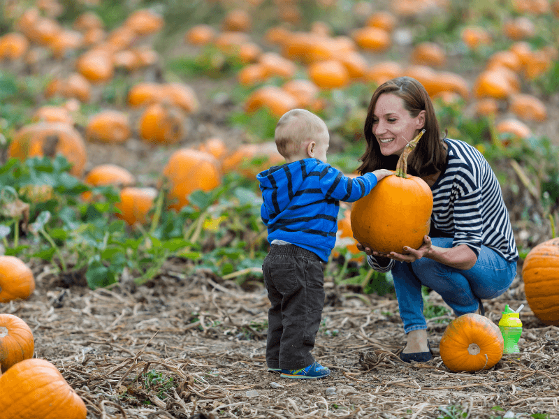 Pumpkin Patch 1.png
