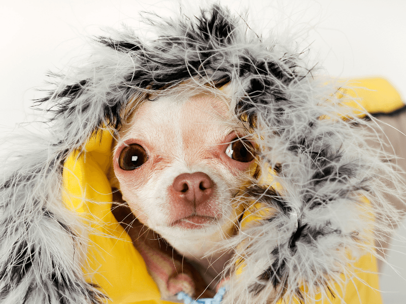 Senior Pets Cold Weather 1.png