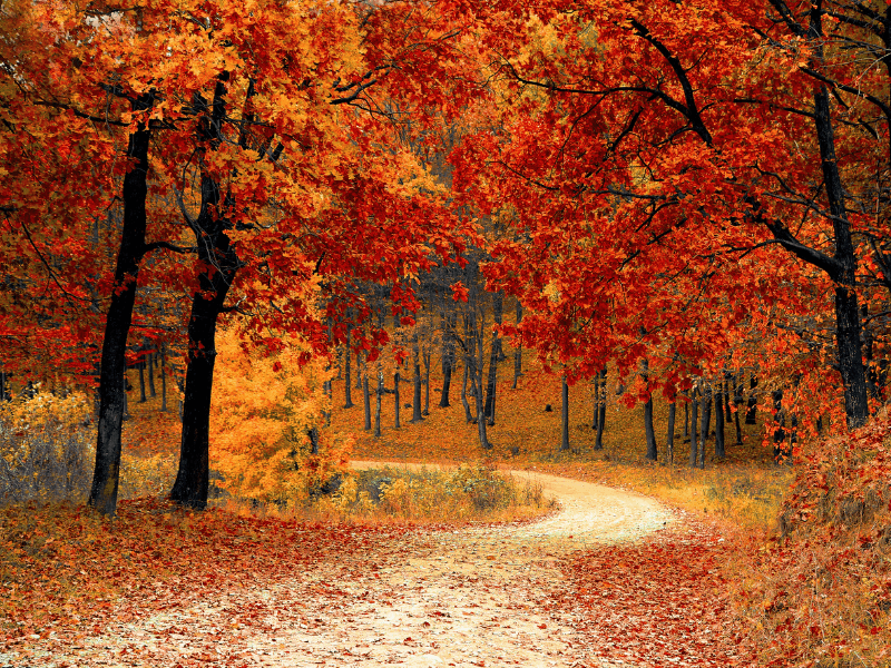 Tips to wind down in fall.png