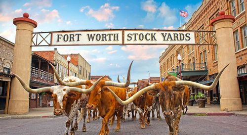 Food, Fun, and Animals in Ft. Worth