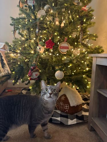 Gingerbread Houses, But Make It Cat-Friendly