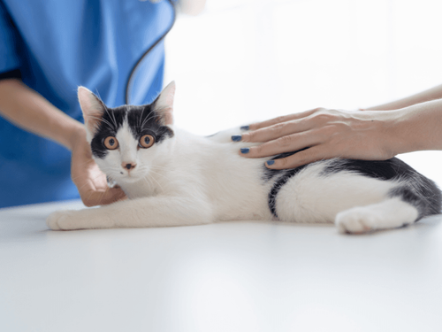 Cat Heart Health