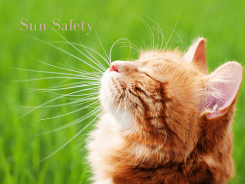 Do Cats Get Sunburned? Yep—Here’s How to Keep Them Safe