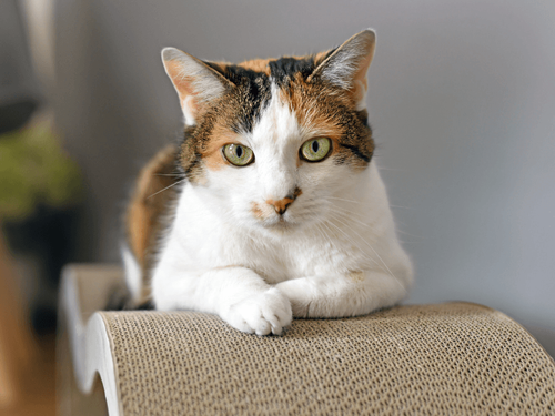 Why Cats Scratch and How to Save Your Furniture