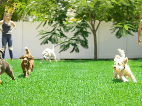 Backyard Staycation Ideas for Pets