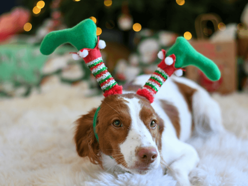 How to include your pet in your holiday traditions!