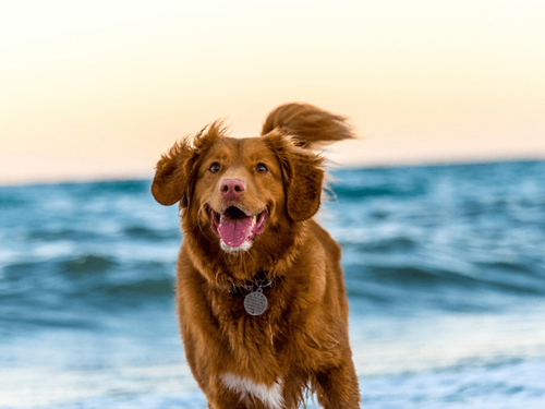 Your Dog’s Love Language: Understanding How Dogs Show Affection