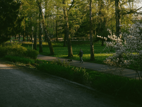 Getting Back Outside: Safe Spring Walks and Adventures for Dogs