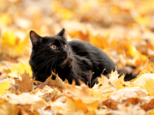 Creating the Perfect Cozy Fall Spot for Your Cat