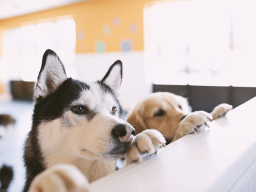 Joyful & Safe: Doggy Daycare Tips for the Holiday Season