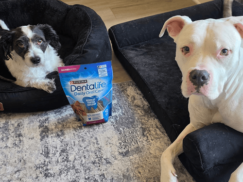 The Scariest Thing This October? Your Dog’s Breath