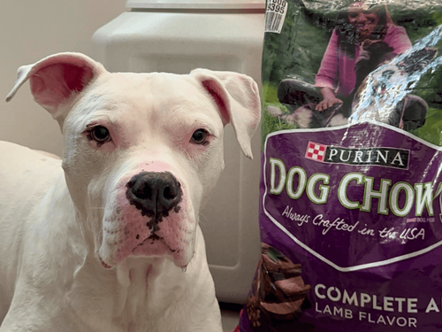 7 Spring Dog Games to Turn Mealtime into Playtime