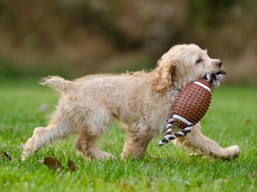 Turkey, Treats & Tail Wags: Game Day Fun with Your Pet This November