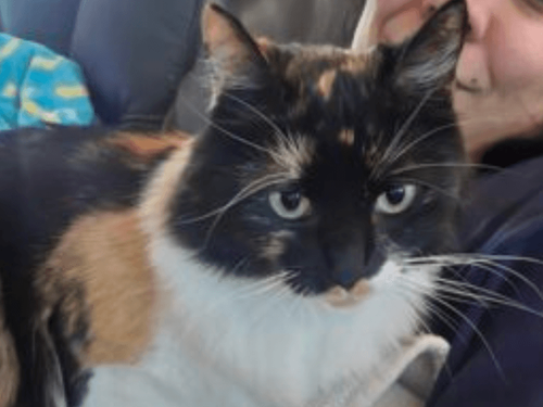 Happy Cat Month