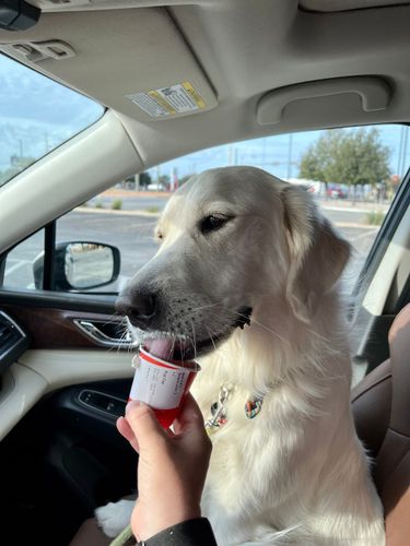 Pet-Friendly New Year’s Resolutions