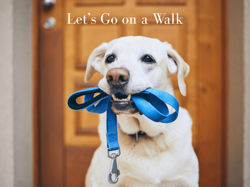The Joy of Walking Your Dog