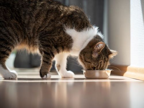 A Day in My Life with Luna and Purina Cat Chow