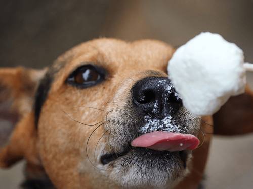 Building a Sundae for Your Dog