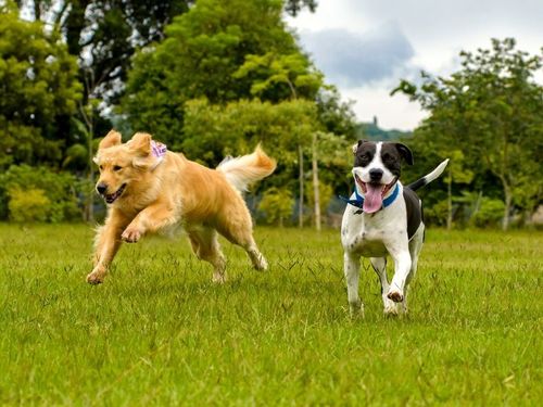 Fuel Their Adventures: Why My Dog Runs on Pro Plan