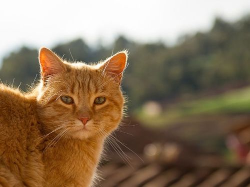 The Purr-fect Party in Every Bite: Why Cats Go Crazy for Purina Kit ’N Kaboodle