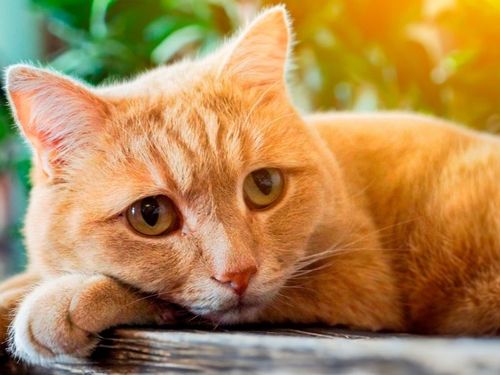 Military Cat Club is the PURR-fect Community for You!