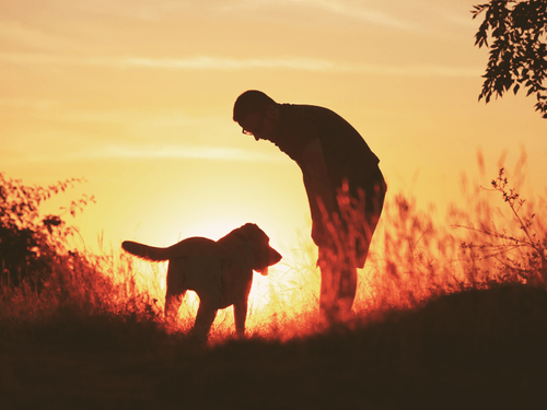 Sunset Strolls: Making the Most of Dusky Walks with Your Dog