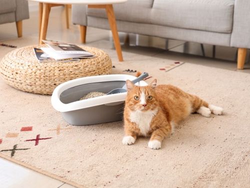 The Life of a Tidy Cat (That’s Me!)