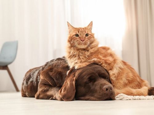 Unleash the Pawsibilities: Exploring the Military Pet Club