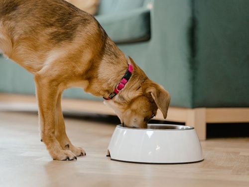 Why My Dog and I Are Big Fans of Purina Beneful