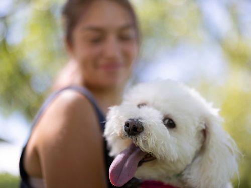 Why My Tail Wags for Purina Dog Chow – A Dog’s Perspective🐶