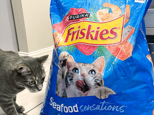 Hot Girl Summer? My Cat Said Make It Fish Girl Summer