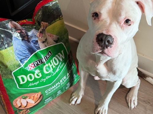 My Dog Mom Non-Negotiables