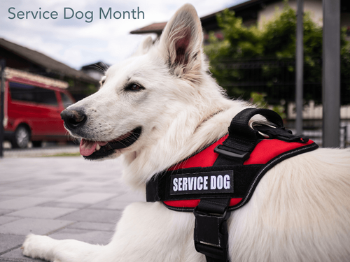 Honoring Our Heroes: National Service Dog Month