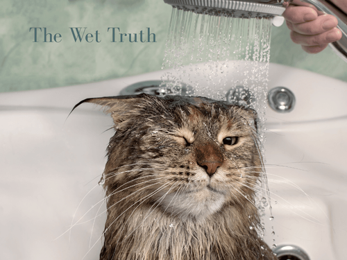 The Truth About Cats and Water: Do They Really Hate It?