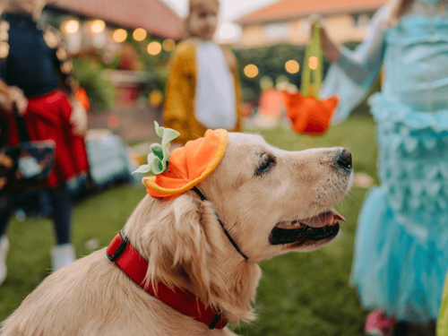 How to Keep Pets Calm When Trick-or-Treaters Arrive