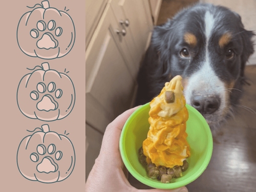 Pup-tastic Pumpkin Dog Ice Cream