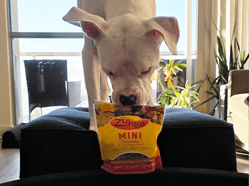 Easy Indoor Enrichment Activities for Dogs During Winter Months