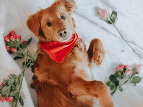 Puppy Love: Sweet & Simple Valentine’s Day Ideas for You and Your Dog