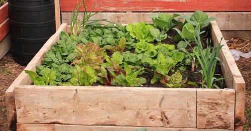 How to Grow Food In a Small Space