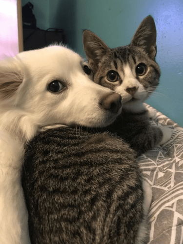 Purr-fect Smiles and Wagging Tails: Celebrating National Pet Dental Health Month