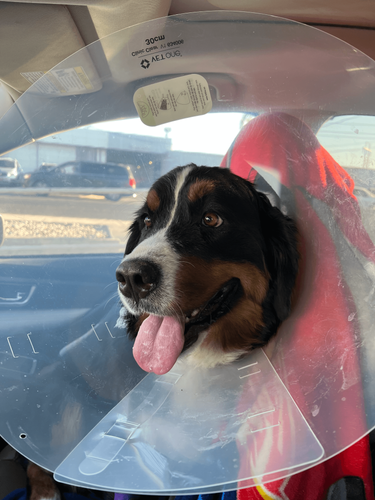 PCS Pet Prep