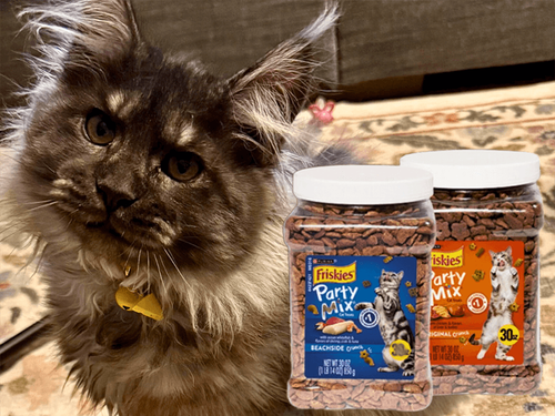 How I Use Hide-and-Seek Games and Friskies to Keep My Cat Mentally Stimulated