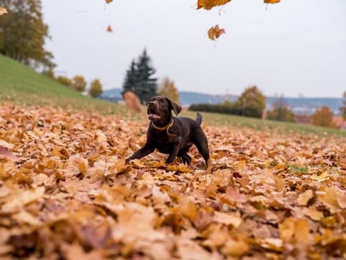Falling for November with Your Pup