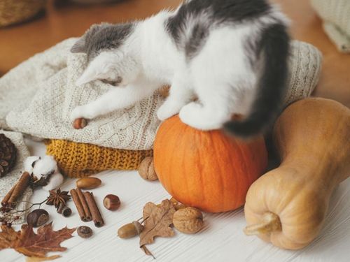 Pumpkin Spice & Purrs: How Luna’s Staying Cozy This Fall